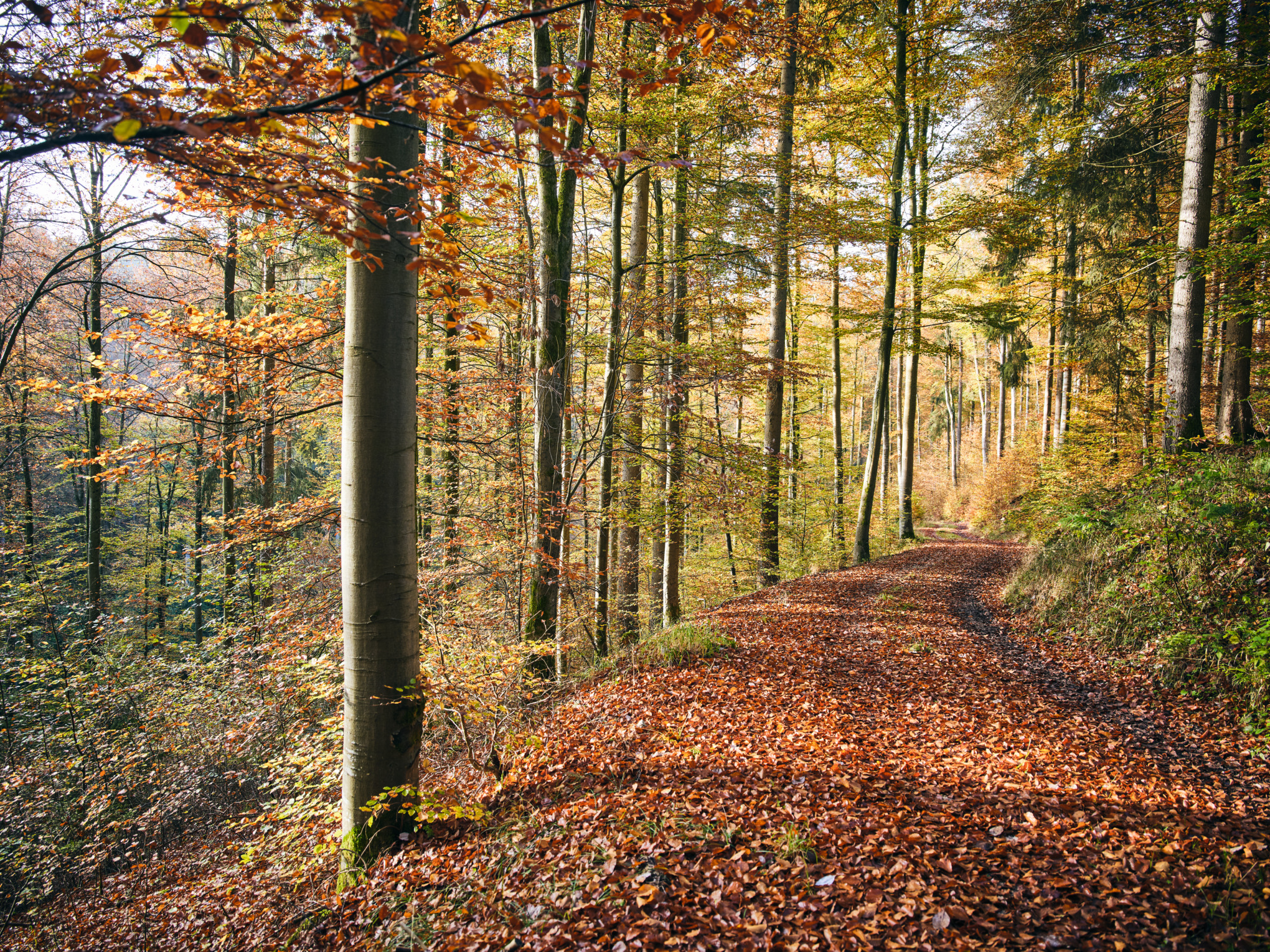 Taloudellinen kestävyys